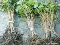 Coacaz Negru Arbusti, Material Saditor