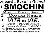 Coacaz Negru Arbusti, Material Saditor 