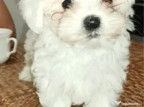 Bichon maltez alb