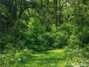 Domeniu verde autentic, 5.000mp, front la DJ, Valcele, Bra 