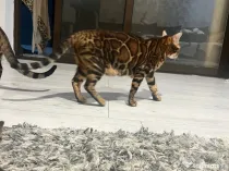 Pui pisici rasa bengal