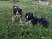 Catei ciobanesc carpatin din parinti cu pedigree 