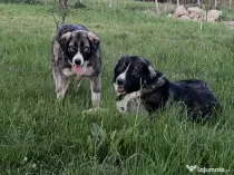 Catei ciobanesc carpatin din parinti cu pedigree