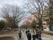 Vanzare spatiu langa parcul central in Alexandria / Teleo... 