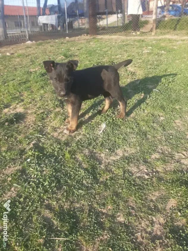 Ciobanesc belgian malinois mascul