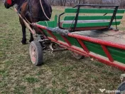 Iapa de 5 ani Foarte cuminte si ascultatoare