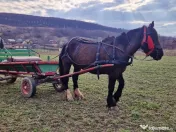 Iapa de 5 ani Foarte cuminte si ascultatoare