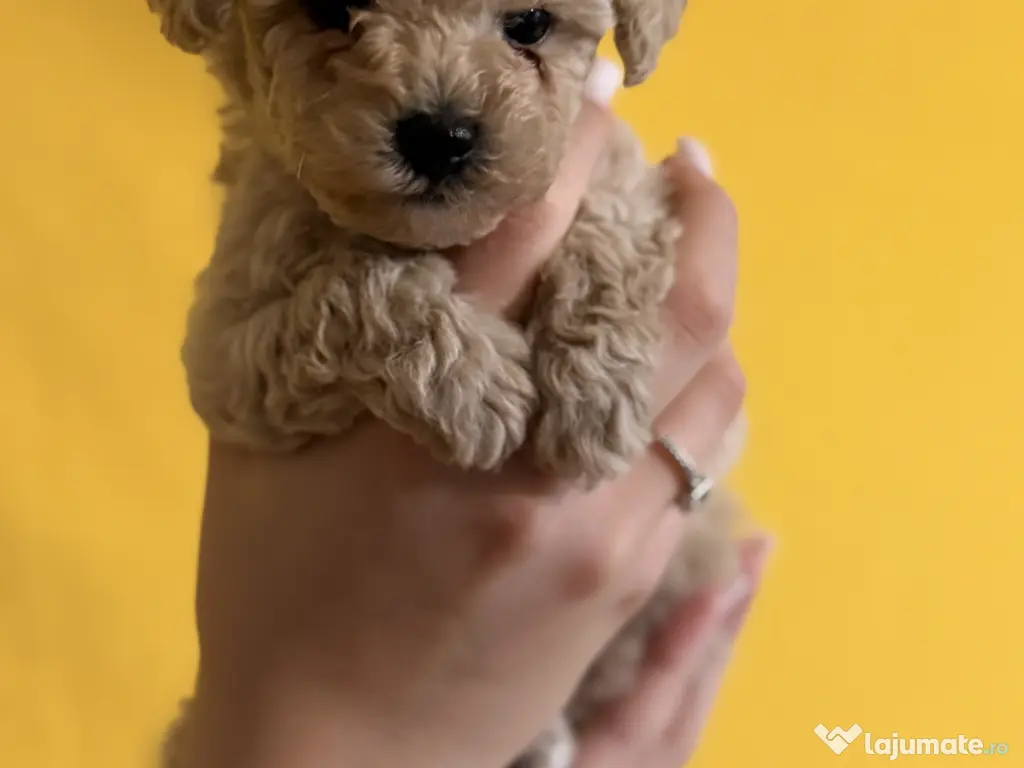 Puiuți Maltipoo