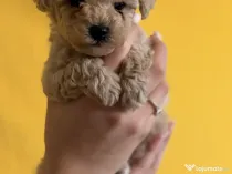Puiuți Maltipoo