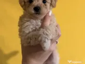Puiuți Maltipoo 