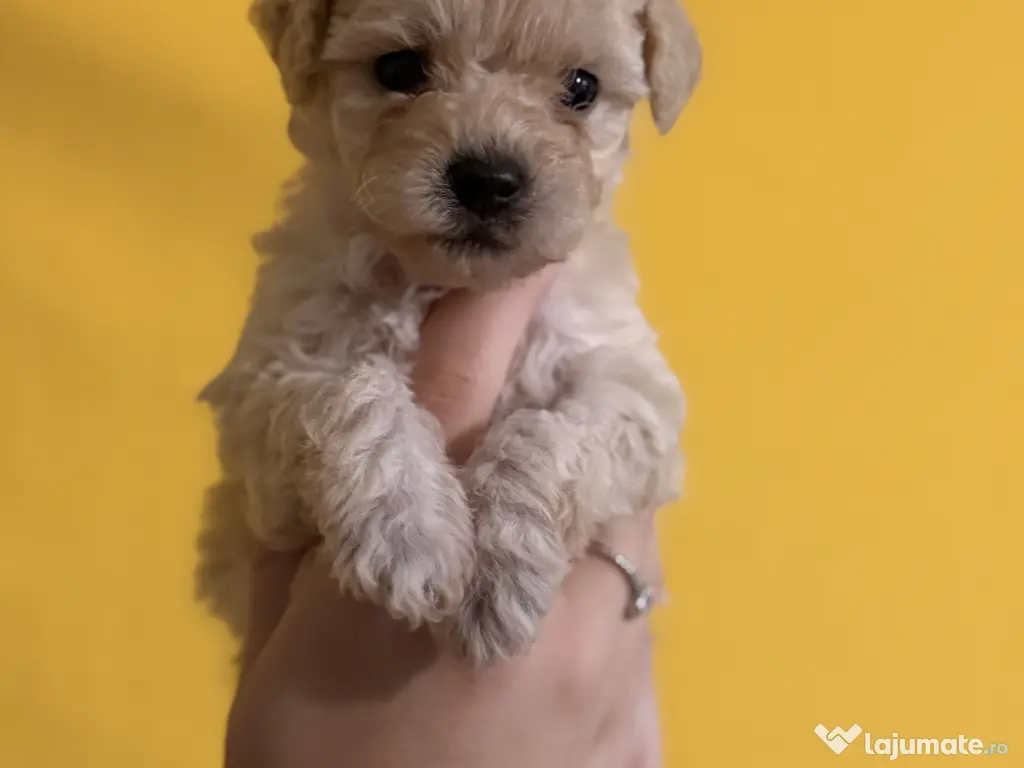 Puiuți Maltipoo