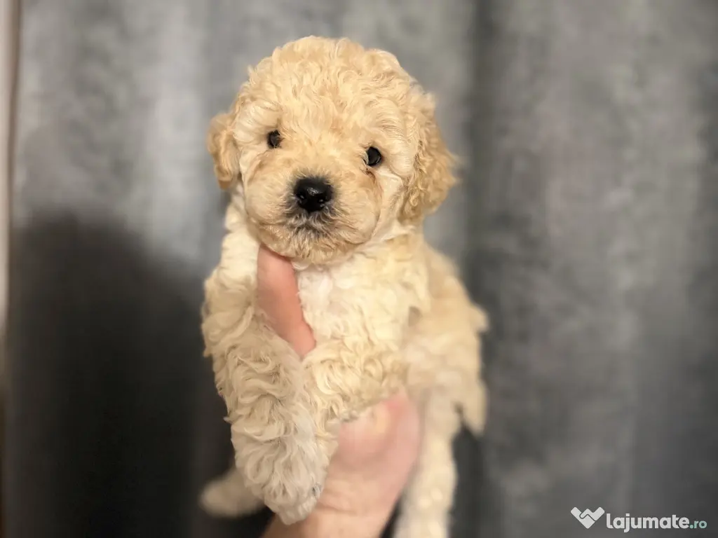 Puiuți Maltipoo