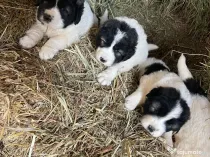 Ciobanesc de Bucovina