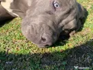 American Bully XXL pui
