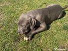 American Bully XXL pui