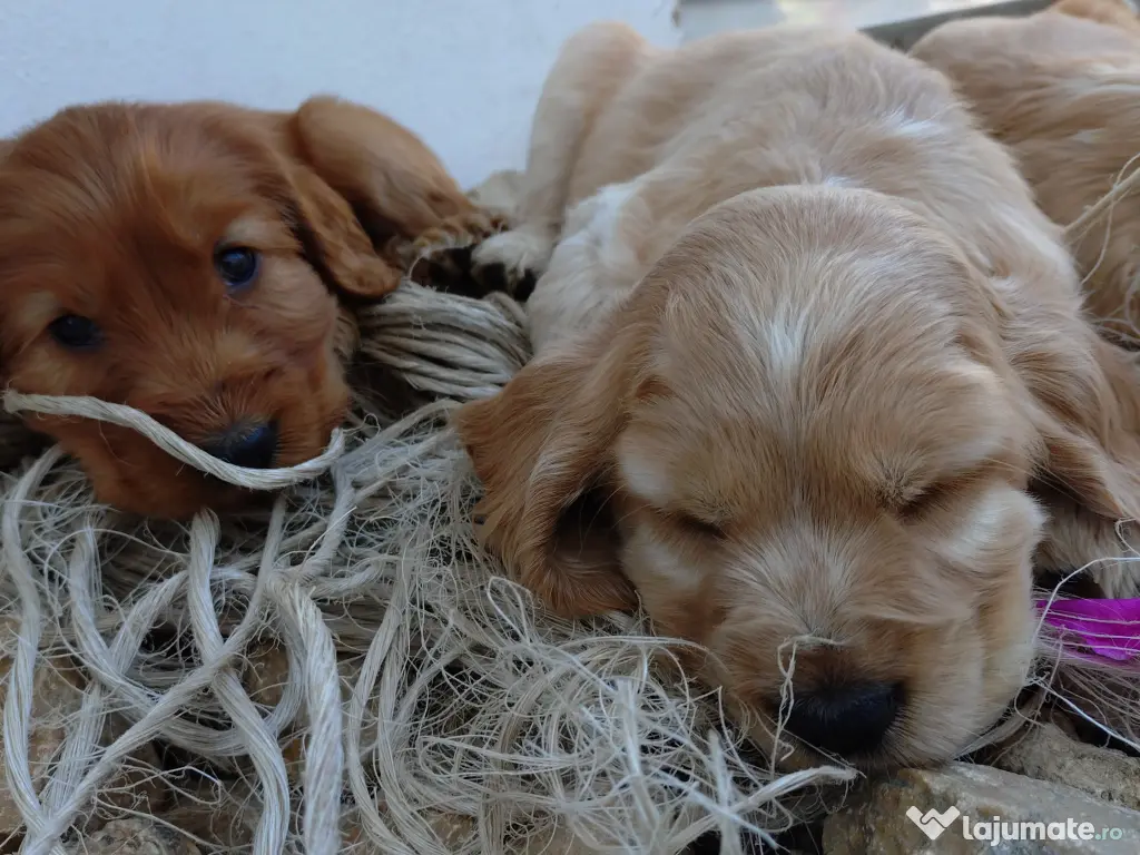 Cocker spaniel englez