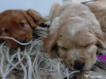 Cocker spaniel englez