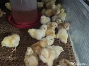 Pui de țară rasa mixta