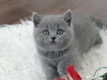 British shorthair pui