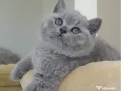 British shorthair pui 