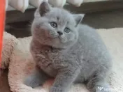 British shorthair pui 