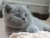 British shorthair pui 