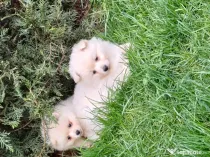 Pui spitz pomeranian
