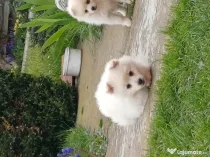 Pui spitz pomeranian
