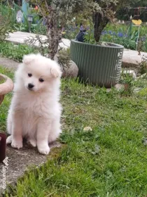 Pui spitz pomeranian