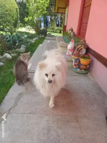 Pui spitz pomeranian