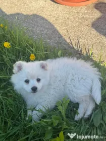Pui spitz pomeranian