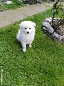 Pui spitz japonez