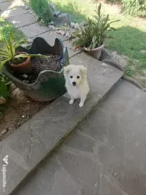 Pui spitz japonez