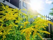 Proprietate gata de mutat, P E; curte proprie, Tarlungeni, I 