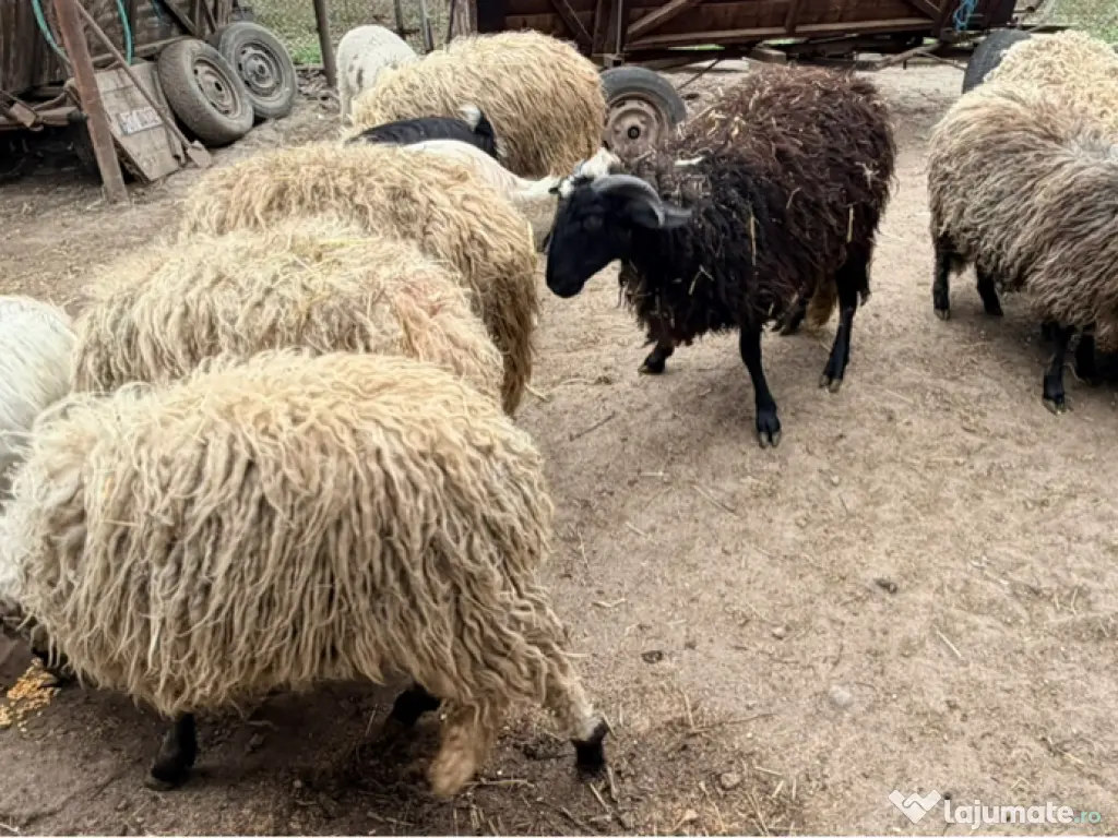 Oi tinere sunati la 0759191494