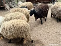 Oi tinere sunati la 0759191494