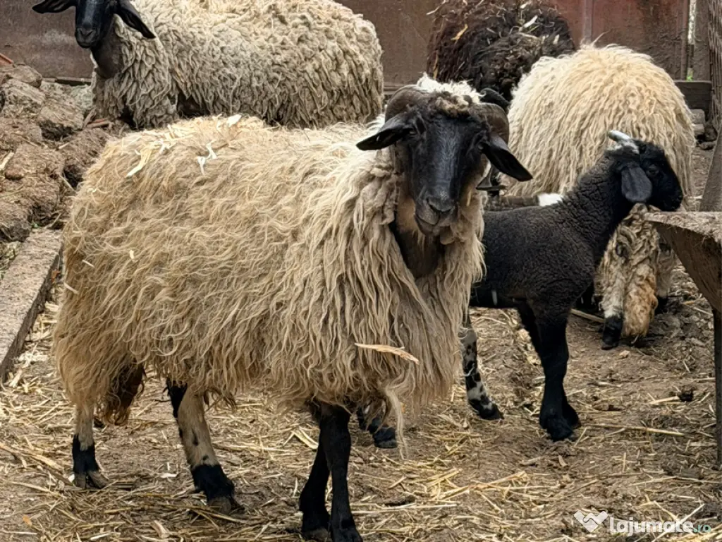 Oi tinere sunati la 0759191494