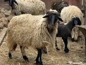 Oi tinere sunati la 0759191494