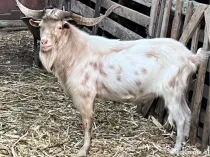 Țap tanar 0759191494