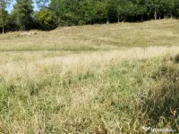 18.000 Mp teren extravilan în jud Sibiu comuna Mihăileni sat Șelcău pret negociabil 