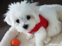 Catelusa bichon maltesee 
