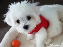 Catelusa bichon maltesee