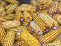 Mălai cucuruz cules în 2025