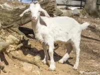 Capre de vânzare 