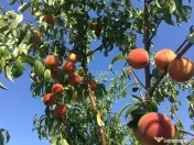 Vila spectaculoasa - 249 mp utili, teren 881 mp, 