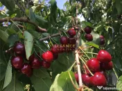 Vila spectaculoasa - 249 mp utili, teren 881 mp, 