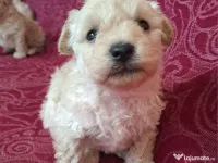 caniche în vârstă de două luni 