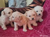 caniche în vârstă de două luni 