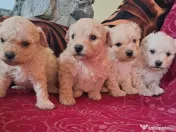 caniche în vârstă de două luni 