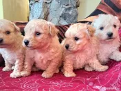 caniche în vârstă de două luni 